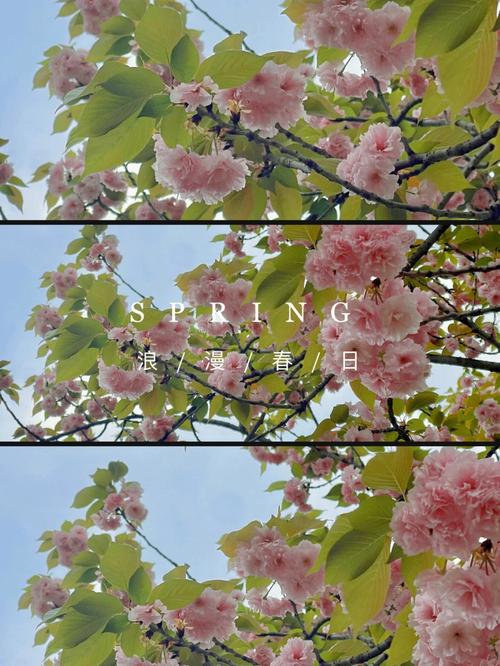形容樱花美的成语