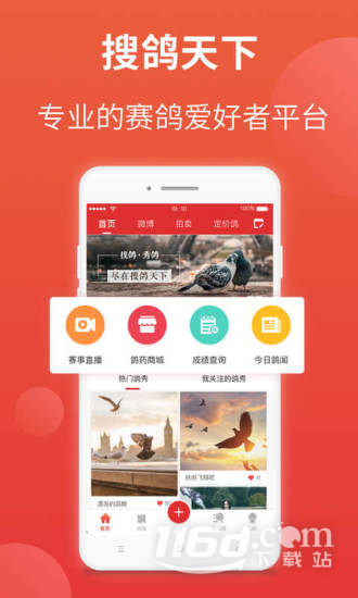 赛鸽头条